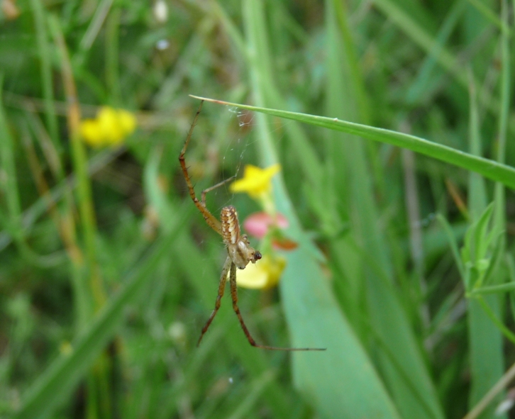 Argiope bruennichi